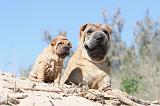 SHAR-PEI 538